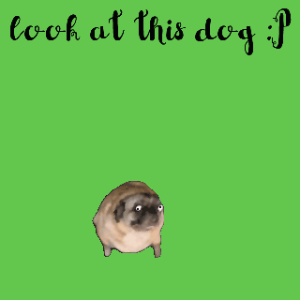 dogs!!!!!!