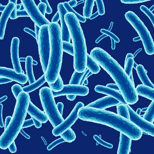 Bacteria